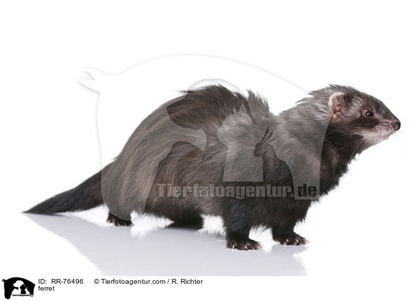 Frettchen / ferret / RR-76496