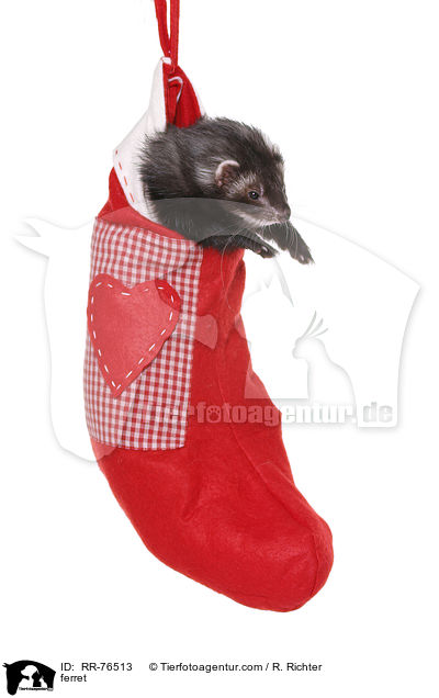 Frettchen / ferret / RR-76513