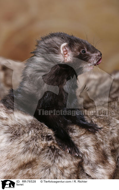 ferret / RR-76528