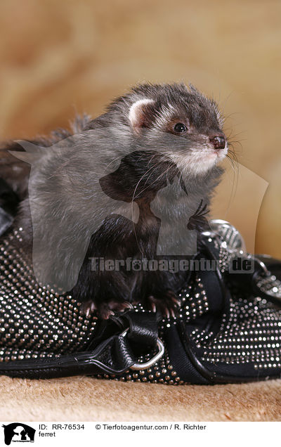 Frettchen / ferret / RR-76534