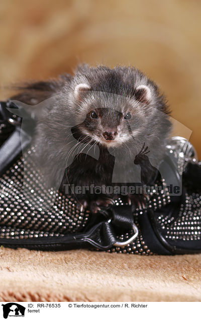 ferret / RR-76535