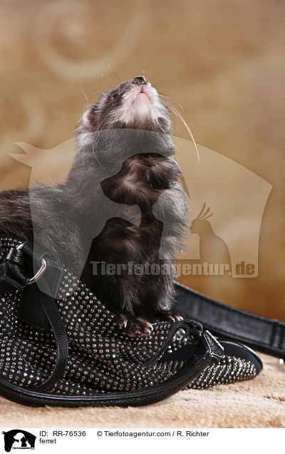 Frettchen / ferret / RR-76536