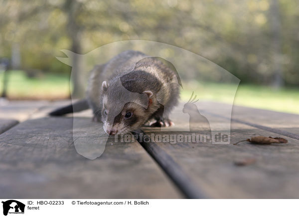 Frettchen / ferret / HBO-02233