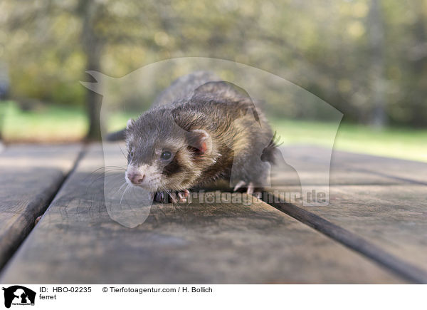 Frettchen / ferret / HBO-02235