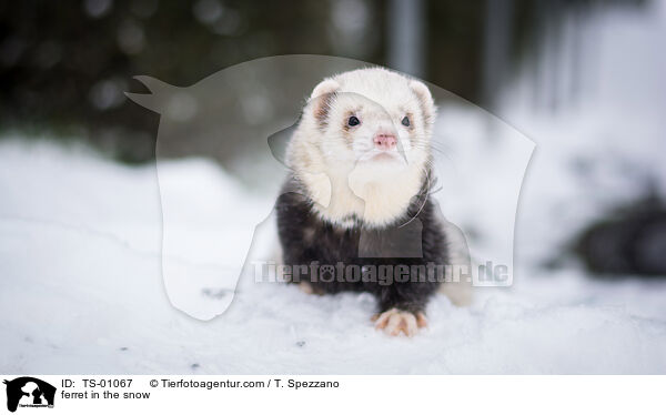 ferret in the snow / TS-01067