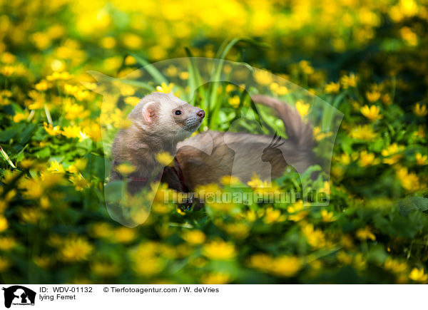 liegendes Frettchen / lying Ferret / WDV-01132