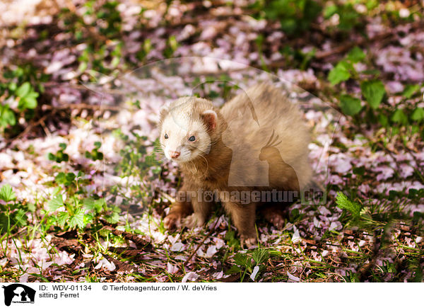 sitting Ferret / WDV-01134