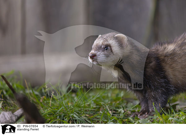 stehendes Frettchen / standing Ferret / PW-07654