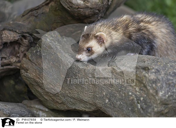 Frettchen auf dem Stein / Ferret on the stone / PW-07659
