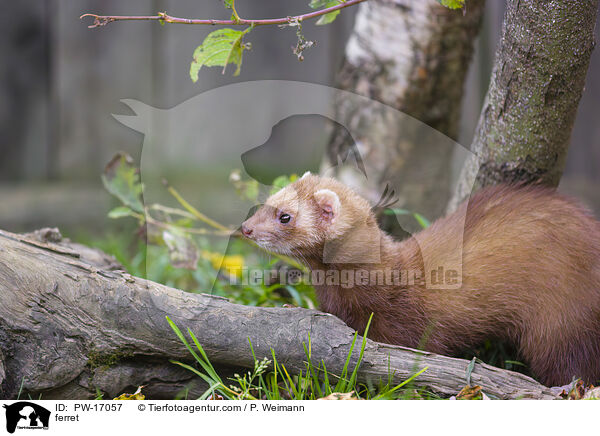 ferret / PW-17057