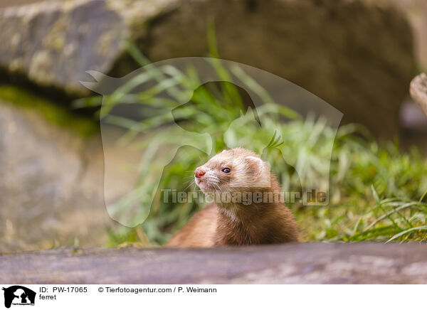 Frettchen / ferret / PW-17065