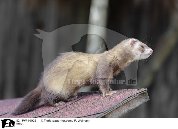 Frettchen / ferret / PW-19023