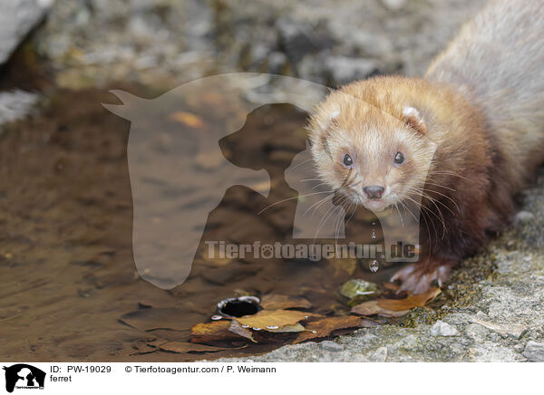 Frettchen / ferret / PW-19029