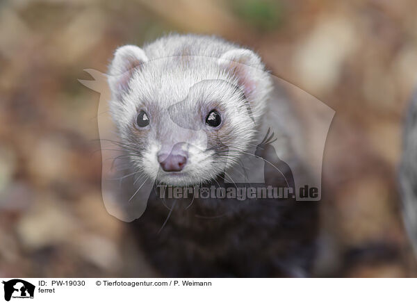 Frettchen / ferret / PW-19030
