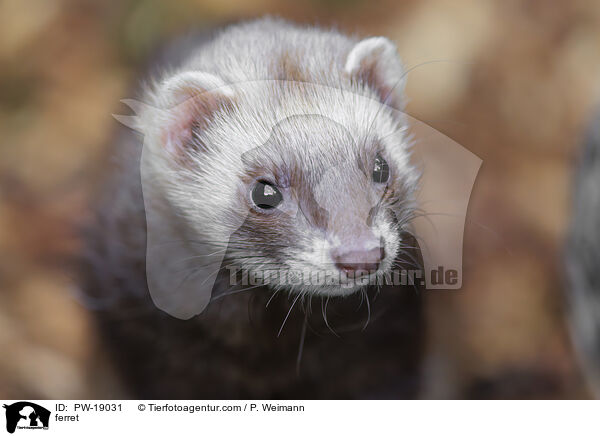 Frettchen / ferret / PW-19031