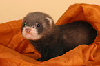 ferret on blanket