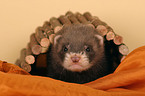 ferret on blanket