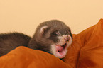 ferret on blanket