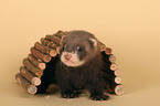 ferret