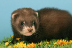 ferret in flower field