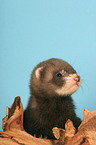 ferret on root