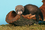 ferret on root