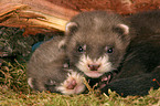 two ferrets