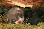 sleeping ferret