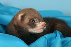 ferret on blanket