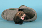 ferret in shoe