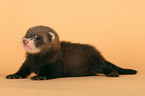 ferret