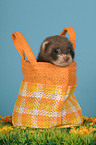 ferret in bag