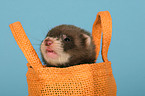 ferret in bag