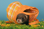 ferret in bag