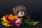 ferret with flowers