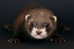 ferret