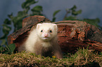 ferret on root