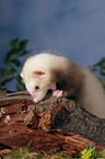 ferret on root