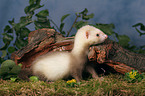 ferret on root