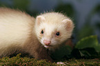 ferret