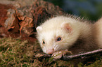 ferret on root