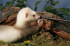 ferret on root