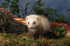 ferret on root