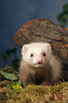 ferret