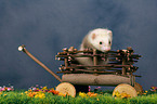 ferret