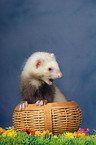 ferret in basket