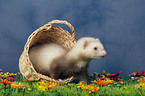 ferret in basket