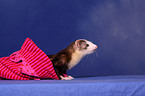 ferret