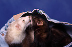 ferrets