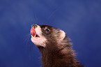 ferret